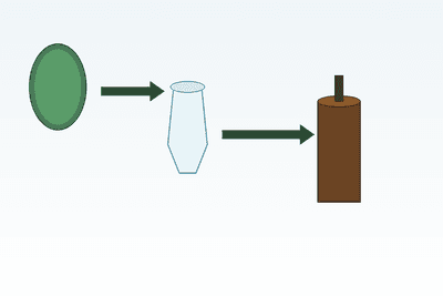 CBD Öl Herstellung – Vom Hanfanbau bis zur fertigen Flasche